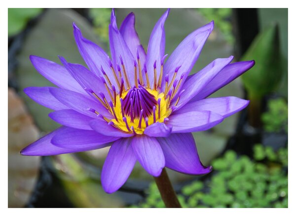 Tablou - Floare violet (70x50 cm)