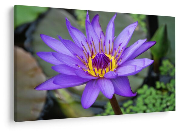 Tablou - Floare violet (90x60 cm)