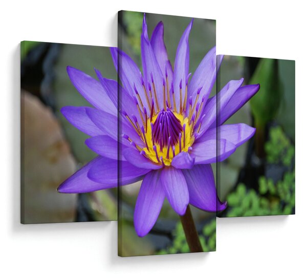 Tablou - Floare violet (90x60 cm)