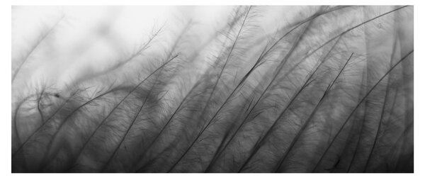 Tablou - Iarba în vânt (120x50 cm)