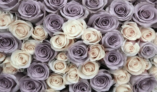 Fototapete, trandafiri purpuriu si albi Art.01200