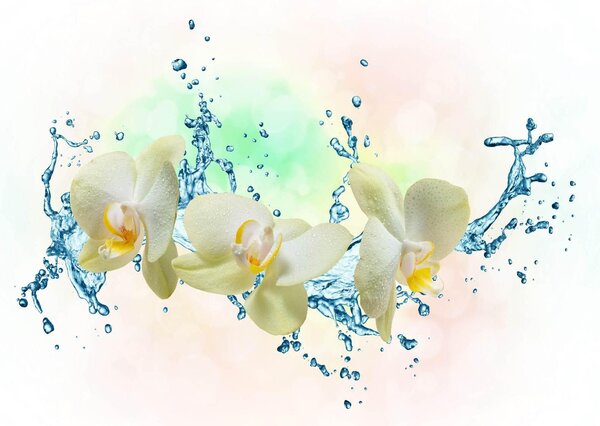 Fototapete, Orhideea albe si stropii de apa Art.01170