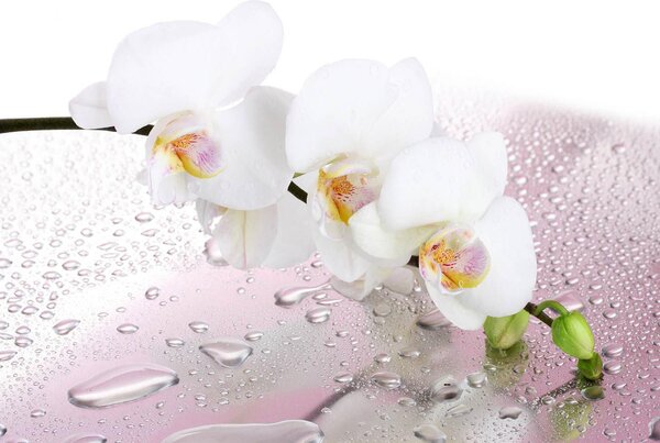 Fototapete, Orhidei albe si roua de dimineata Art.01141