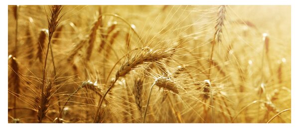 Tablou - Spice de cereale (120x50 cm)