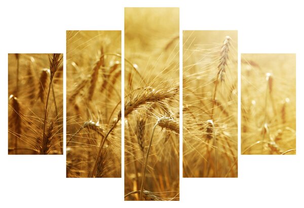Tablou - Spice de cereale (150x105 cm)