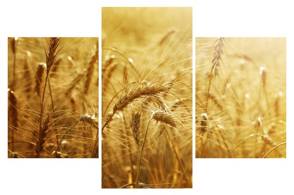 Tablou - Spice de cereale (90x60 cm)