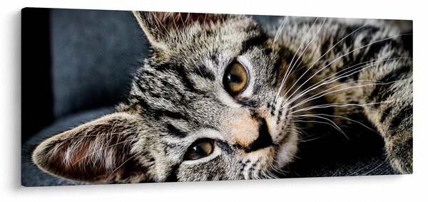 Tablou - Pisoi (120x50 cm)