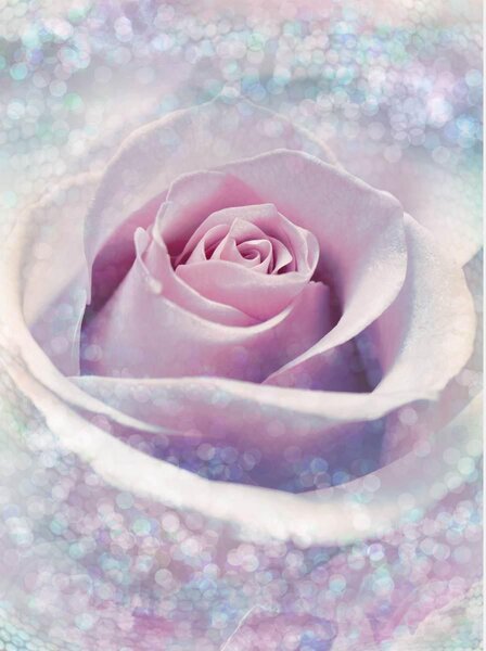 Fototapet, Mirajul luminii trandafirului roz. Art.01236