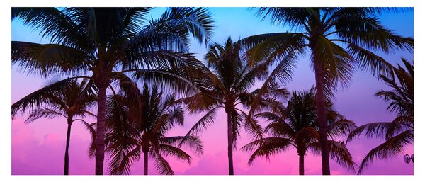 Tablou - Palmieri din Miami (120x50 cm)