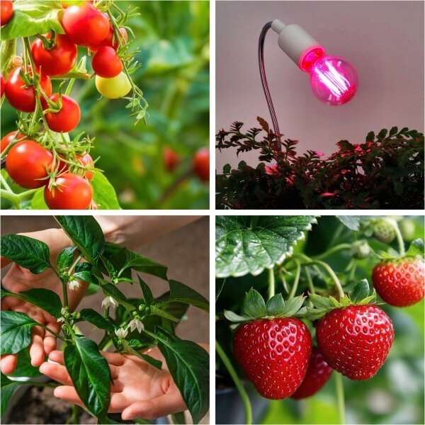 Bec LED pentru creșterea plantelor Brilagi VITABLOOM E27/8W/230V 1200K