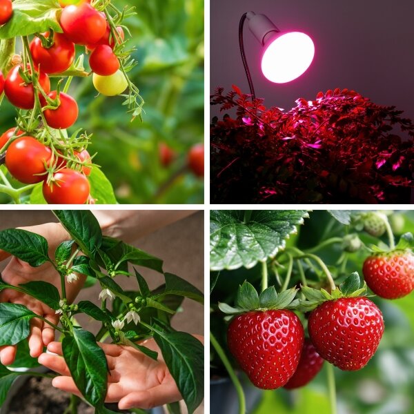 Bec LED pentru creșterea plantelor Brilagi VITABLOOM E27/9W/230V 1200K alb