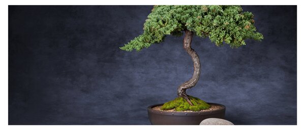 Tablou - Bonsai (120x50 cm)