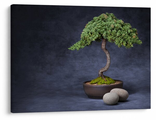 Tablou - Bonsai (70x50 cm)