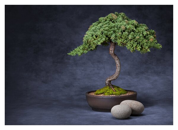 Tablou - Bonsai (70x50 cm)
