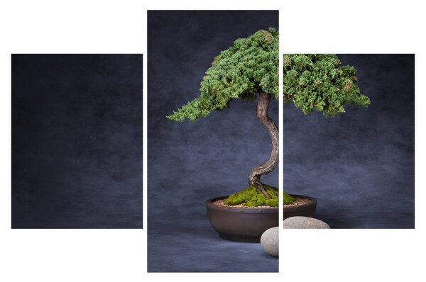Tablou - Bonsai (90x60 cm)