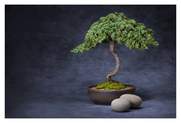 Tablou - Bonsai (90x60 cm)