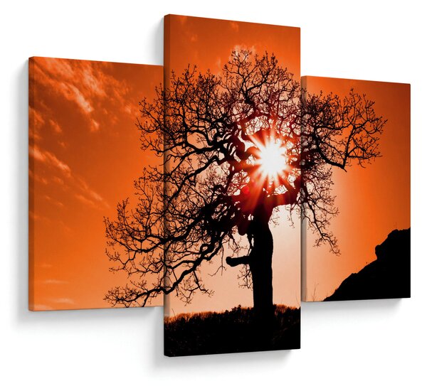 Tablou - Fag la apus de soare (90x60 cm)