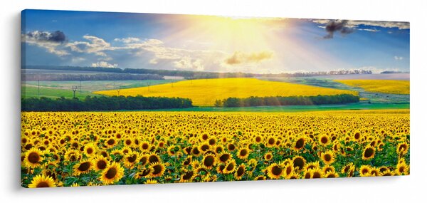 Tablou - Câmp cu floarea soarelui (120x50 cm)