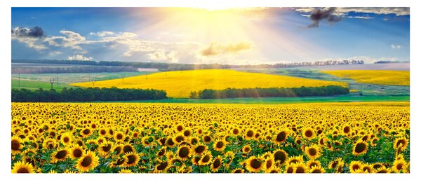 Tablou - Câmp cu floarea soarelui (120x50 cm)