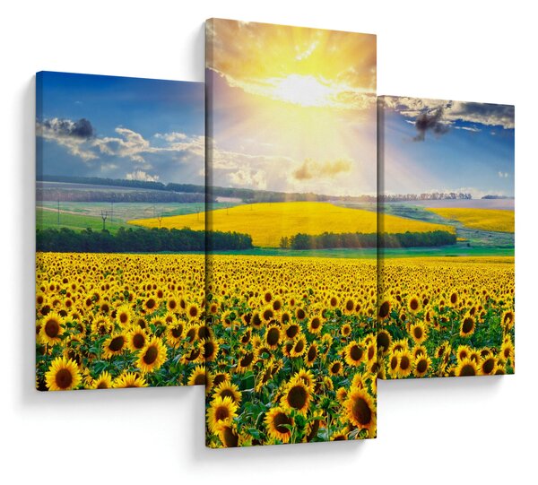 Tablou - Câmp cu floarea soarelui (90x60 cm)