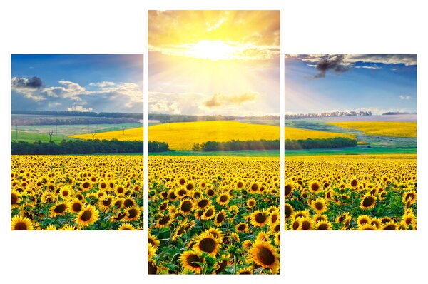 Tablou - Câmp cu floarea soarelui (90x60 cm)