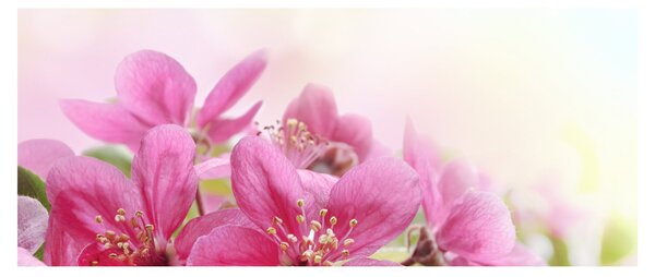 Tablou - Flori roz (120x50 cm)