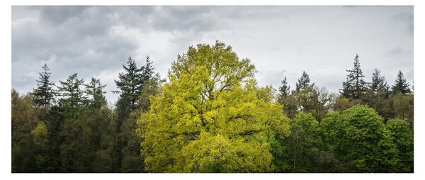 Tablou - Copac verde în câmp (120x50 cm)
