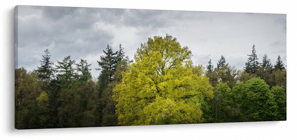 Tablou - Copac verde în câmp (120x50 cm)