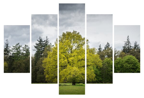 Tablou - Copac verde în câmp (150x105 cm)