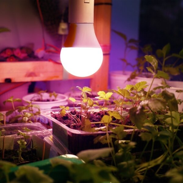 Bec LED pentru creșterea plantelor PLANTY E27/11W/230V 1200K alb