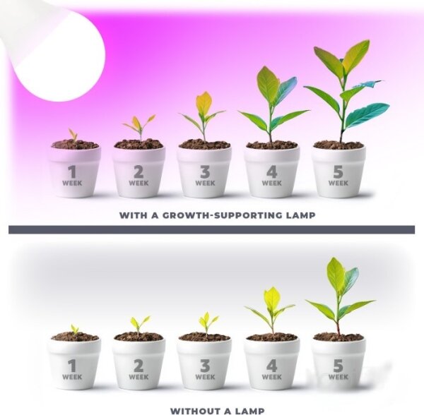 Bec LED pentru creșterea plantelor PLANTY E27/11W/230V 1200K alb