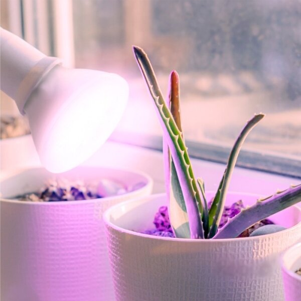Bec LED pentru creșterea plantelor PLANTY E27/7W/230V 1200K alb
