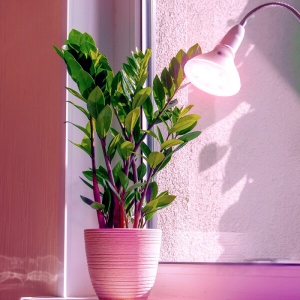 Bec LED pentru creșterea plantelor PLANTY E27/7W/230V 1200K alb