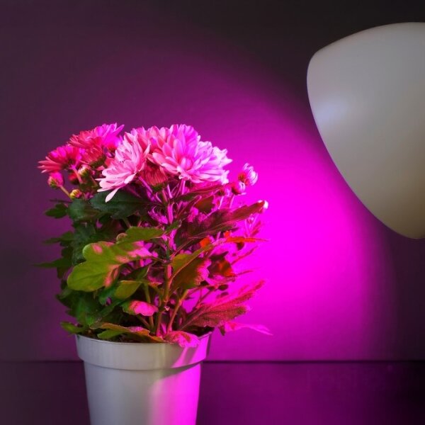 Bec LED pentru creșterea plantelor PLANTY E27/11W/230V 1200K alb