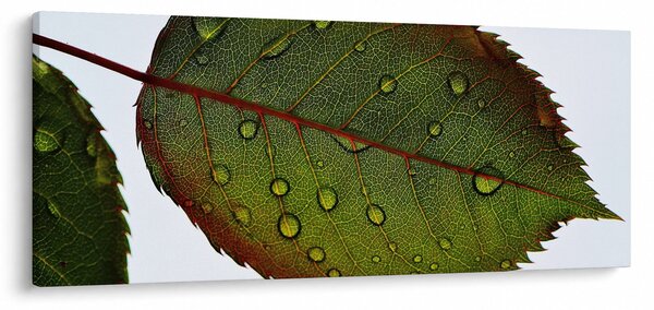 Tablou - Frunze de trandafir (120x50 cm)