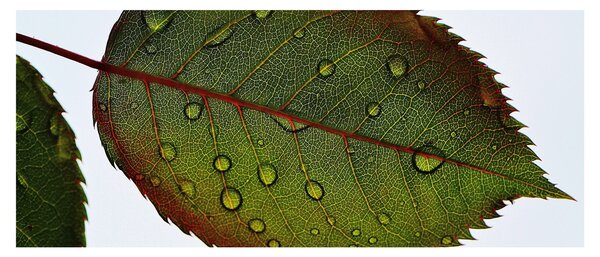 Tablou - Frunze de trandafir (120x50 cm)