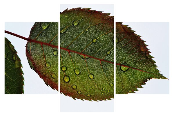 Tablou - Frunze de trandafir (90x60 cm)