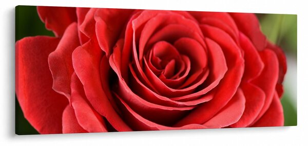 Tablou - Flori de trandafir (120x50 cm)