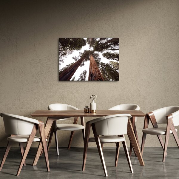 Tablou - Privire prin vârfurile copacilor (70x50 cm)