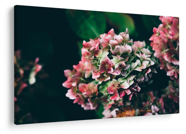 Tablou - Hortensie (90x60 cm)