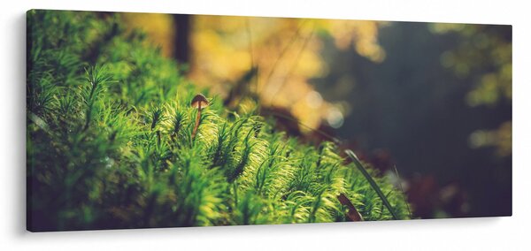 Tablou - Ciupercă și muschi (120x50 cm)
