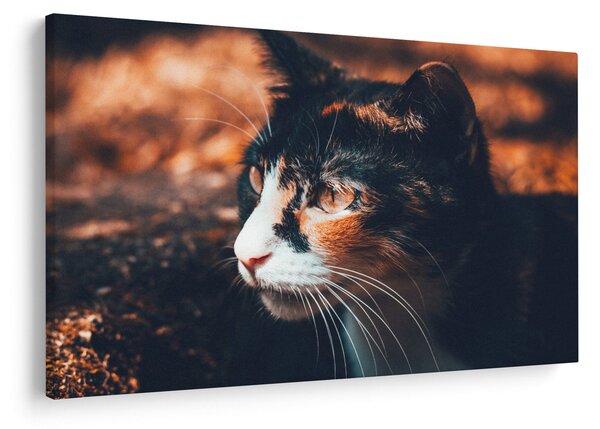 Tablou - Privirea pisicii (90x60 cm)