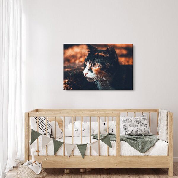Tablou - Privirea pisicii (90x60 cm)