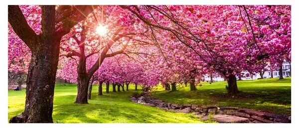 Tablou - Cireși înfloriți, Hurd Park, Dover, New Jersey (120x50 cm)