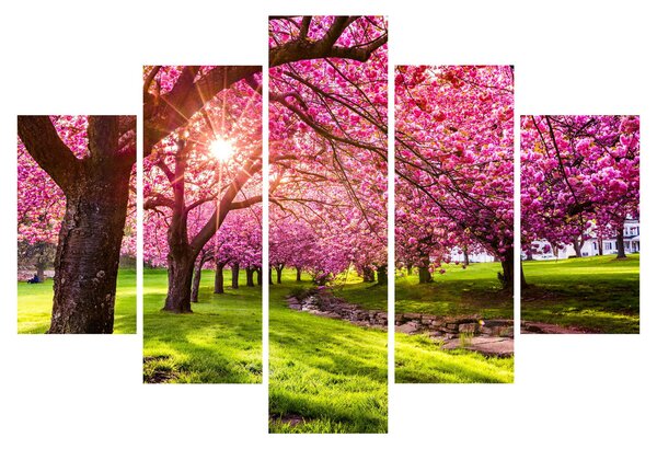 Tablou - Cireși înfloriți, Hurd Park, Dover, New Jersey (150x105 cm)