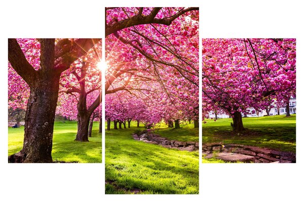 Tablou - Cireși înfloriți, Hurd Park, Dover, New Jersey (90x60 cm)
