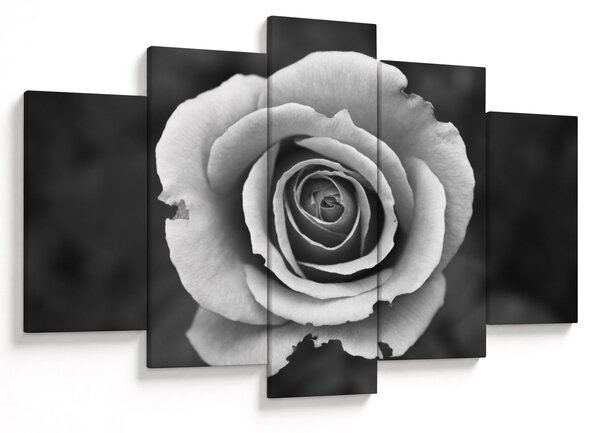 Tablou - Trandafir (150x105 cm)