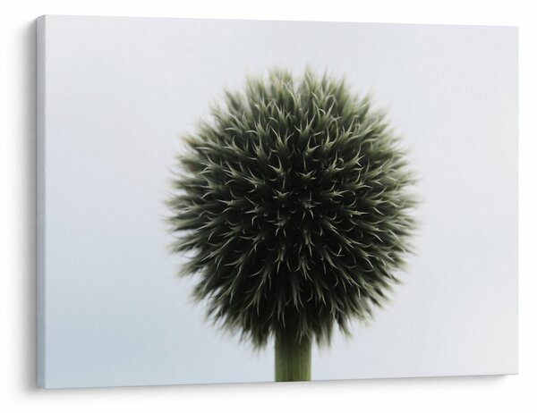 Tablou - Sfere de flori (70x50 cm)
