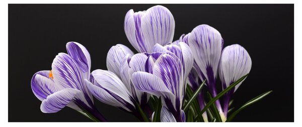 Tablou - Crocus violet (120x50 cm)