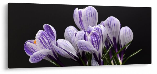 Tablou - Crocus violet (120x50 cm)